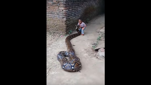 Child Plays with Patient Python - Sputnik International