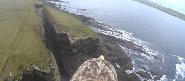 Bird’s Eye View: Eagle Presents Tour of Scotland’s Orkney - Sputnik International