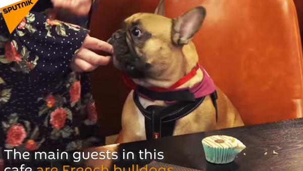 French Bullgod Cafe Opens in London - Sputnik International