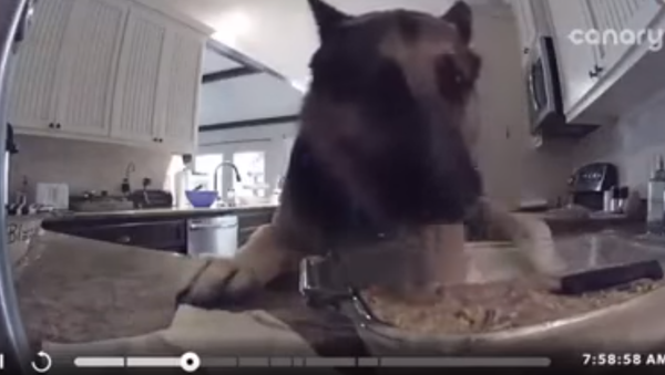 ‘Entrapment’: Hidden Camera Catches Peanut Butter Fudge Thief ‘Entrapment’: Hidden Camera Catches Peanut Butter Fudge Thief - Sputnik International