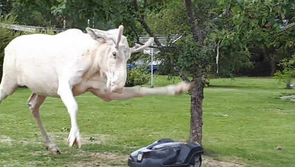 Startled Albino Moose Strikes Robotic Lawn Mower - Sputnik International