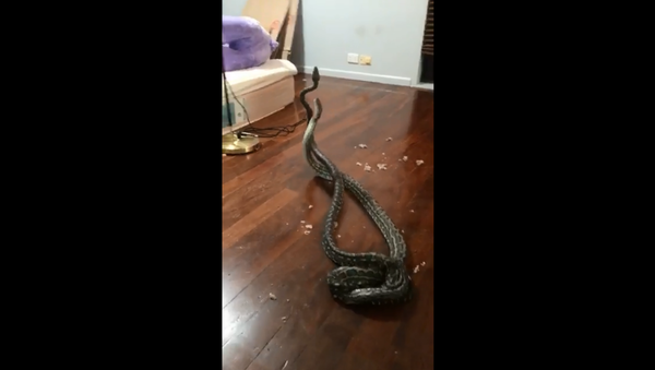 Snakes duking it out for a female's attention come crashing through ceiling of Australian home. - Sputnik International