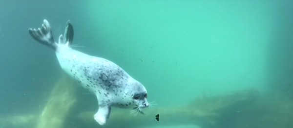Seal Meets Butterfly - Sputnik International