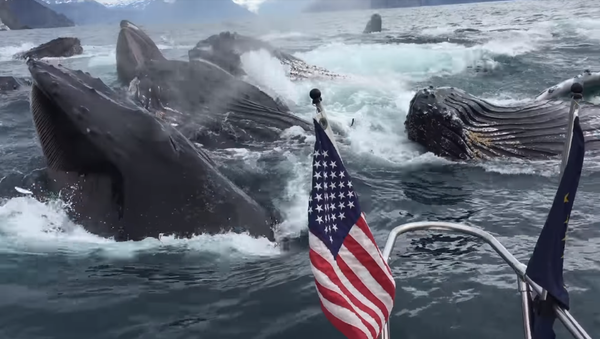 Breach, Breach, Baby: Seagull Spotting Leads to Whale of a Surprise Breach, Breach, Baby: Seagull Spotting Leads to Whale of a Surprise - Sputnik International