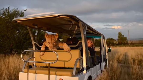 Lion Taygan Safari Park - Sputnik International