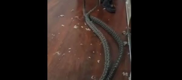 Snakes Fall Into Woman's Bedroom in Australia Snakes Fall Into Woman's Bedroom in Australia - Sputnik International