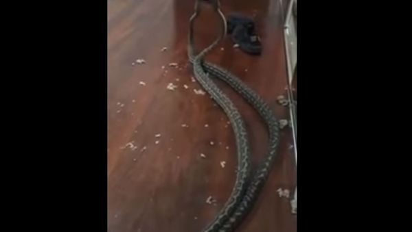 Snakes Fall Into Woman's Bedroom in Australia Snakes Fall Into Woman's Bedroom in Australia - Sputnik International