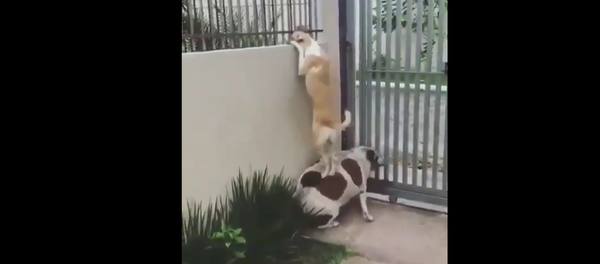 Dogs Near the Fence. - Sputnik International