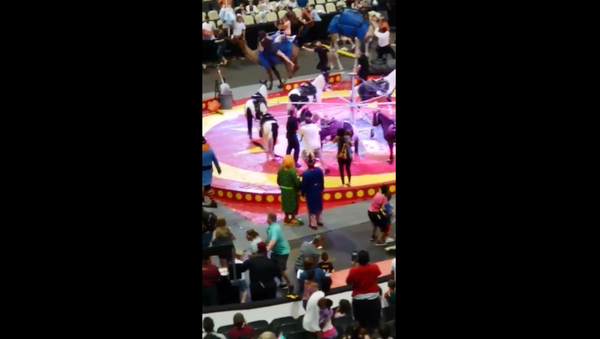 Camel at Syria Shrine Circus performance sends multiple people to hospital with injuries after bucking around the arena - Sputnik International