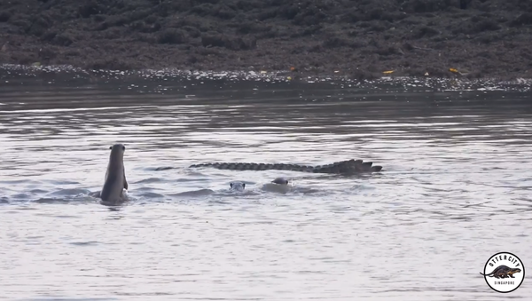 Bobbing Otter Family Taunts Tailless Crocodile - Sputnik International