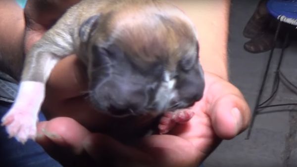 Two-headed puppy - Sputnik International