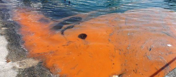 Red Tide - Sputnik International