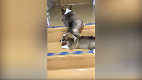 Corgi Pup Assists Sibling in Conquering Steps - Sputnik International