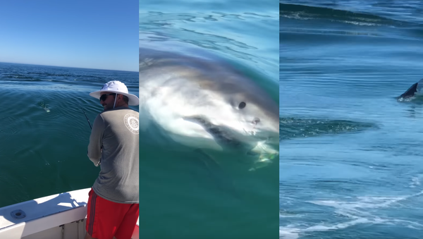 Great White Shark Snatches Striped Bass From Fisherman’s Line - Sputnik International