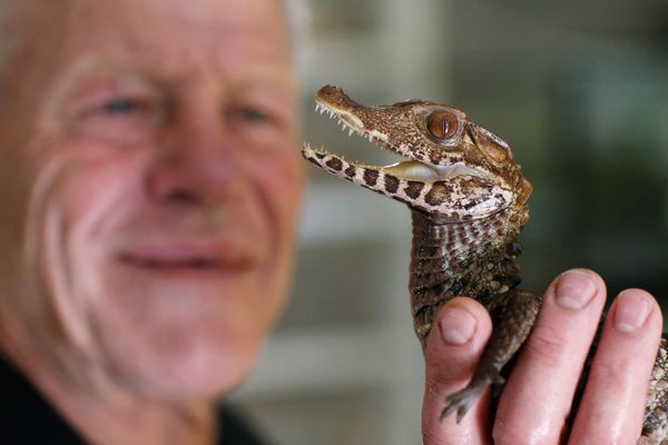 Cold-Blooded Tenants: A French Man Who Owns 400 Reptiles - Sputnik International