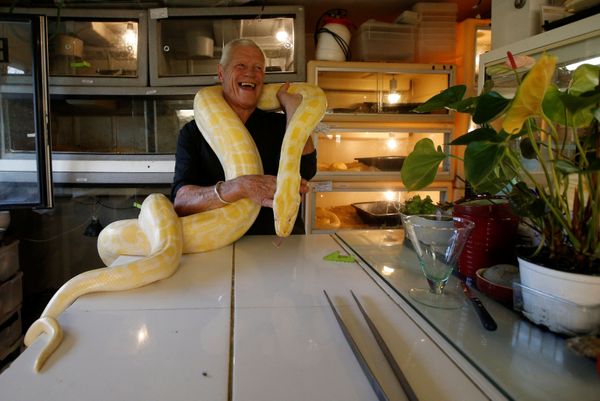Cold-Blooded Tenants: A French Man Who Owns 400 Reptiles Cold-Blooded Tenants: A French Man Who Owns 400 Reptiles - Sputnik International