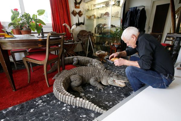 Cold-Blooded Tenants: A French Man Who Owns 400 Reptiles Cold-Blooded Tenants: A French Man Who Owns 400 Reptiles - Sputnik International