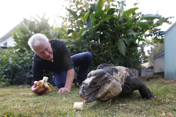 Cold-Blooded Tenants: A French Man Who Owns 400 Reptiles - Sputnik International