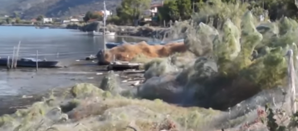 Shocking Giant Spider Web Covers Greek Island's Coast Shocking Giant Spider Web Covers Greek Island's Coast - Sputnik International
