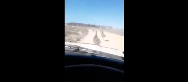 Australian authorities search for man who filmed himself intentionally running over a mob of emus. Australian authorities search for man who filmed himself intentionally running over a mob of emus. - Sputnik International