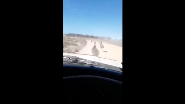 Australian authorities search for man who filmed himself intentionally running over a mob of emus. - Sputnik International