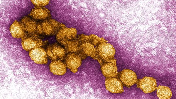 West Nile Fever - Sputnik International