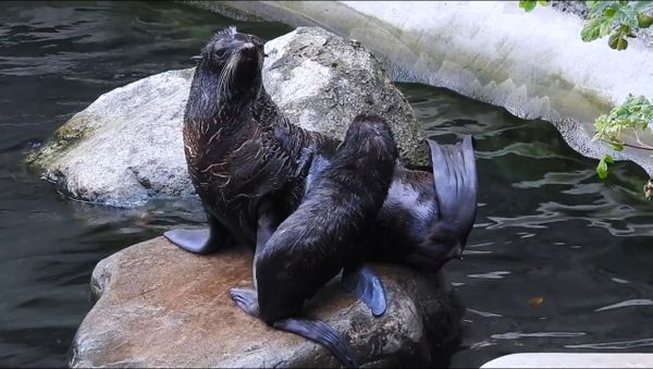 Northern fur seal and her pup - Sputnik International