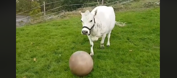 Sporty Swedish Cow Shows Off Her Soccer Skills - Sputnik International