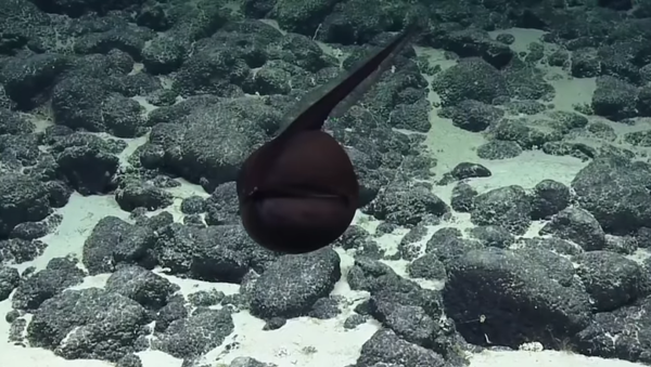 Eel inflates in order to scare off intruders - Sputnik International