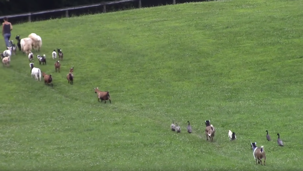 Let’s Get in Formation: Animals Form Single-File Line for Feeding Time - Sputnik International