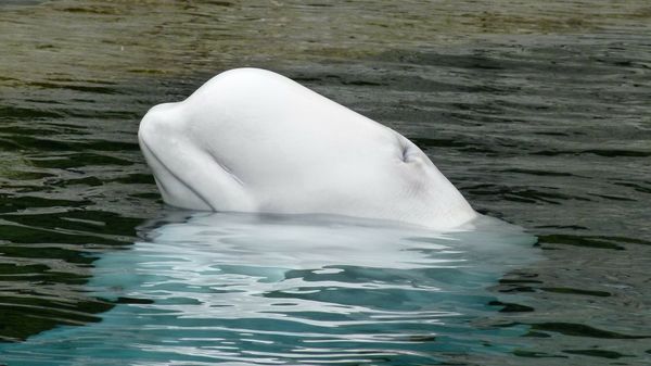 Beluga whale - Sputnik International