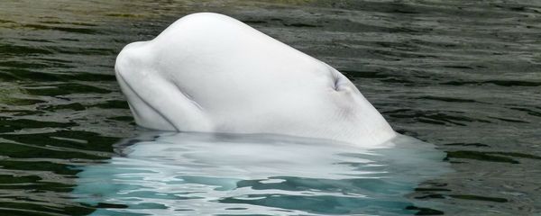 Beluga whale - Sputnik International