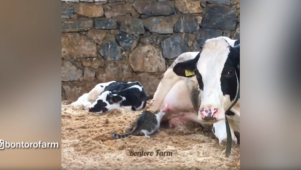 Straight From the Tap? Cat Cuts Out Middleman, Gets Milk From Bovine Bud - Sputnik International