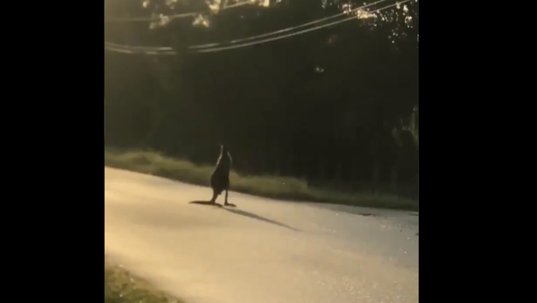 Florida Authorities Deploy Drones After US Man’s ‘Roo Gets Loose - Sputnik International
