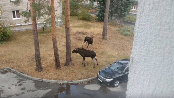 Moose Fight - Sputnik International