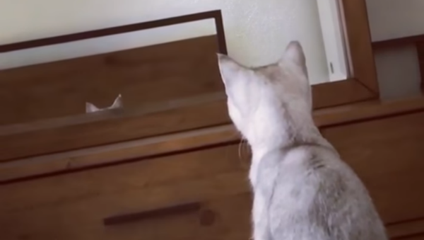 Cat discovers her ears - Sputnik International