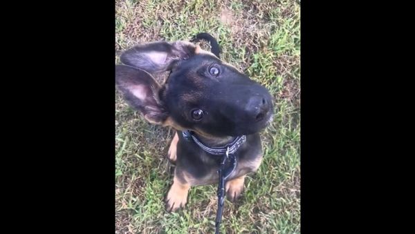 Puppy - Sputnik International