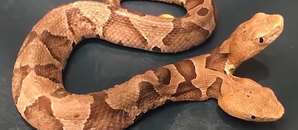 Double-Headed Snake Shocks Internet Double-Headed Snake Shocks Internet - Sputnik International