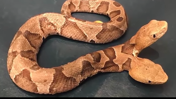 Double-Headed Snake Shocks Internet Double-Headed Snake Shocks Internet - Sputnik International