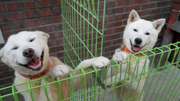 Poongsan dogs - Sputnik International