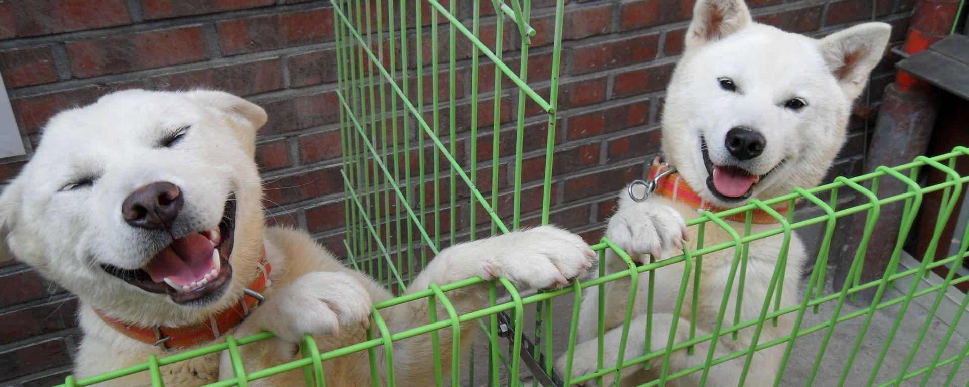 Poongsan dogs Poongsan dogs - Sputnik International, 1920, 24.08.2022