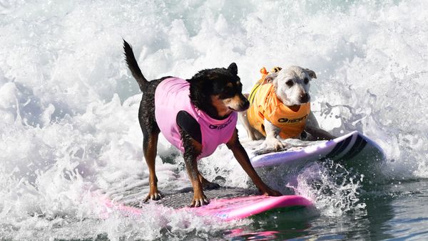 Cute Pups Show Off Skills at Surf City Surf Dog Contest in California - Sputnik International