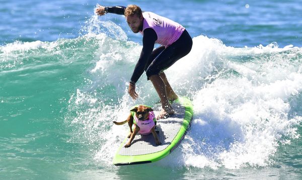 Cute Pups Show Off Skills at Surf City Surf Dog Contest in California Cute Pups Show Off Skills at Surf City Surf Dog Contest in California - Sputnik International