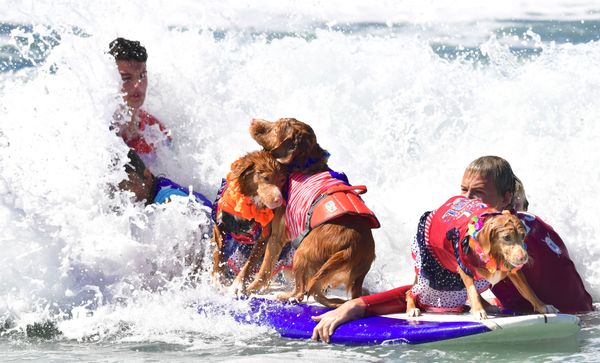 Cute Pups Show Off Skills at Surf City Surf Dog Contest in California Cute Pups Show Off Skills at Surf City Surf Dog Contest in California - Sputnik International