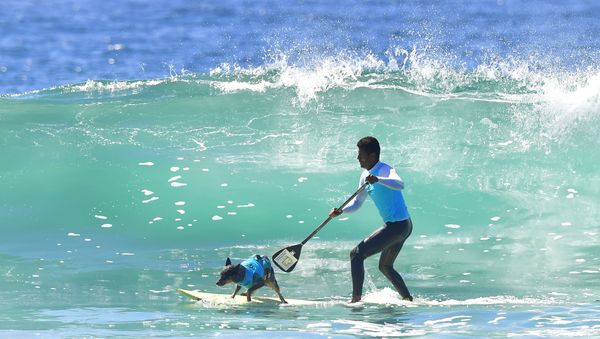 Cute Pups Show Off Skills at Surf City Surf Dog Contest in California Cute Pups Show Off Skills at Surf City Surf Dog Contest in California - Sputnik International