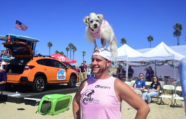 Cute Pups Show Off Skills at Surf City Surf Dog Contest in California Cute Pups Show Off Skills at Surf City Surf Dog Contest in California - Sputnik International