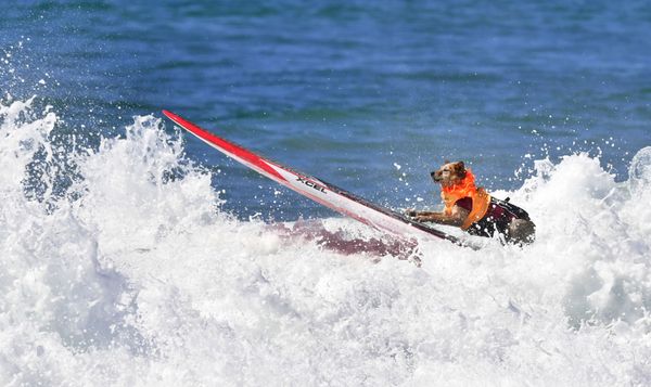 Cute Pups Show Off Skills at Surf City Surf Dog Contest in California Cute Pups Show Off Skills at Surf City Surf Dog Contest in California - Sputnik International