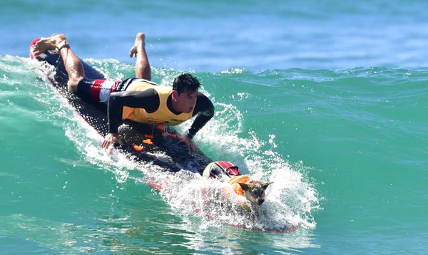 Cute Pups Show Off Skills at Surf City Surf Dog Contest in California Cute Pups Show Off Skills at Surf City Surf Dog Contest in California - Sputnik International