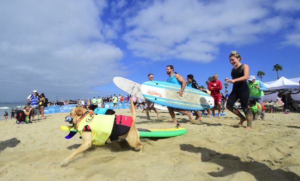 Cute Pups Show Off Skills at Surf City Surf Dog Contest in California Cute Pups Show Off Skills at Surf City Surf Dog Contest in California - Sputnik International