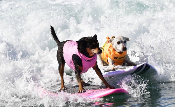 Cute Pups Show Off Skills at Surf City Surf Dog Contest in California Cute Pups Show Off Skills at Surf City Surf Dog Contest in California - Sputnik International